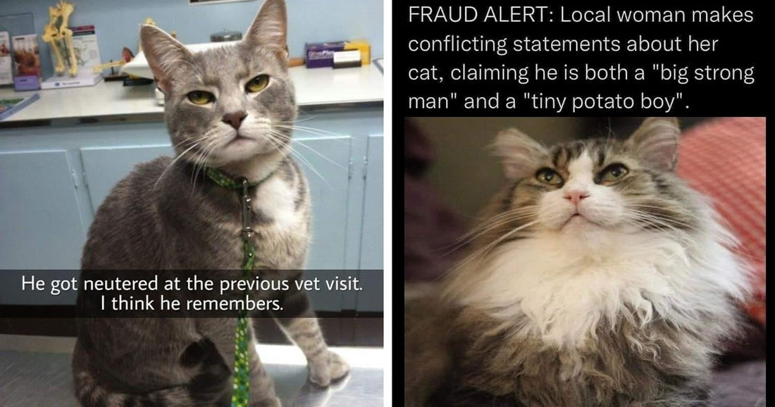 These Cat Memes Will Set You Up For The Upcoming Week