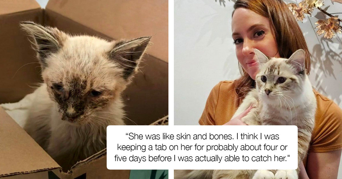 Precious Stray Cat Got Rescued And Makes A Life-Changing Transformation - grandgoldman.com