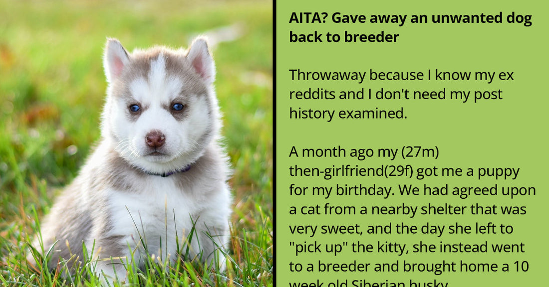 Girlfriend Gifts Boyfriend A Husky And Not A Cat Just Because She Thought The Cat Would Make Him Less Masculine
