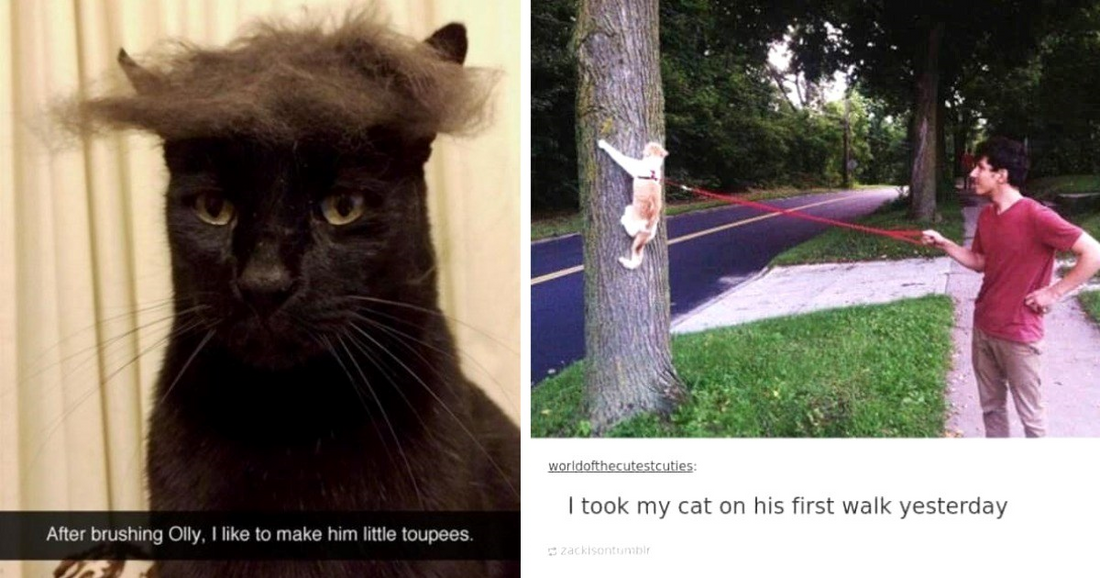 30 Cat Memes That Prove Life With Cats Is A Never Ending Chaos