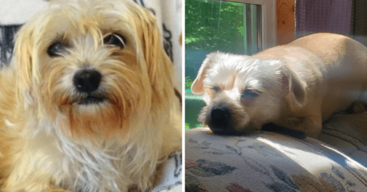 These Before And After Adoption Pictures Of Pets Will Show You True Power Of Love - grandgoldman.com