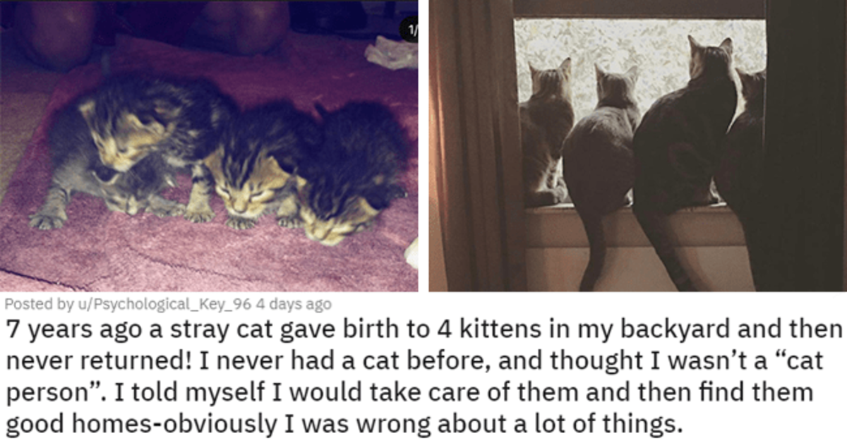 19 Wholesome Stories Of Newly Adopted Pets To Brighten Up Your Dim Day - grandgoldman.com