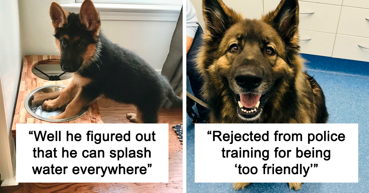 Here Is Your Daily Dose Of Cuteness Packed With 50 Doggo Pics