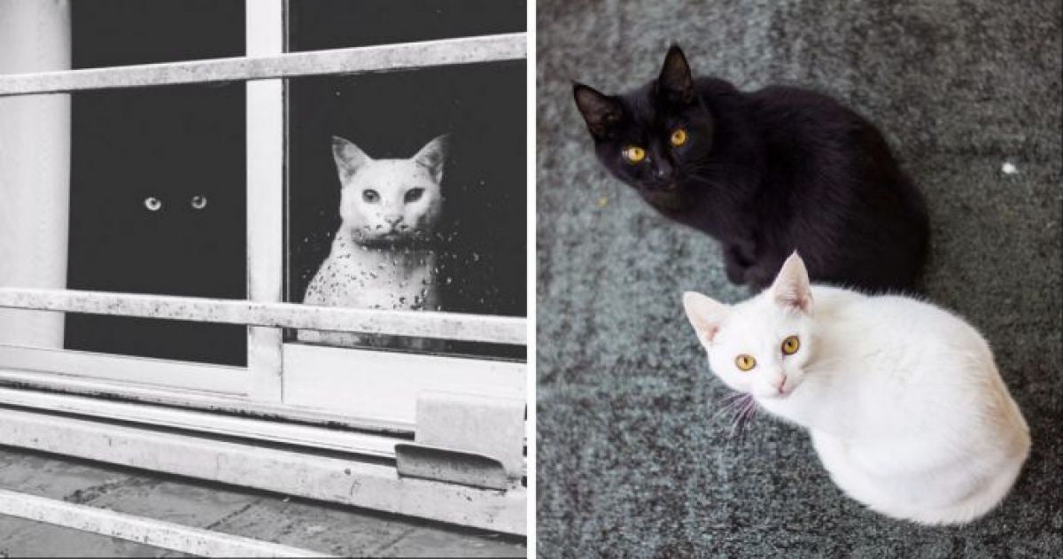 14 Cat Photos Of Black And White Cats That Prove Opposites Attract