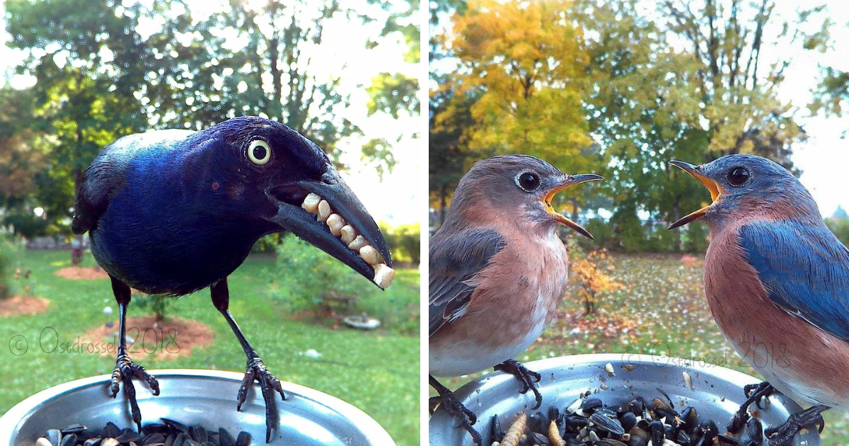 Woman Puts A Camera On Her Bird Feeder Captures Hilarious Pics - grandgoldman.com