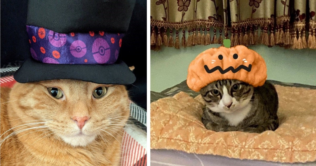 33 Halloween Costumes Rocked By Cats That Are Funny, Wholesome, And Cute