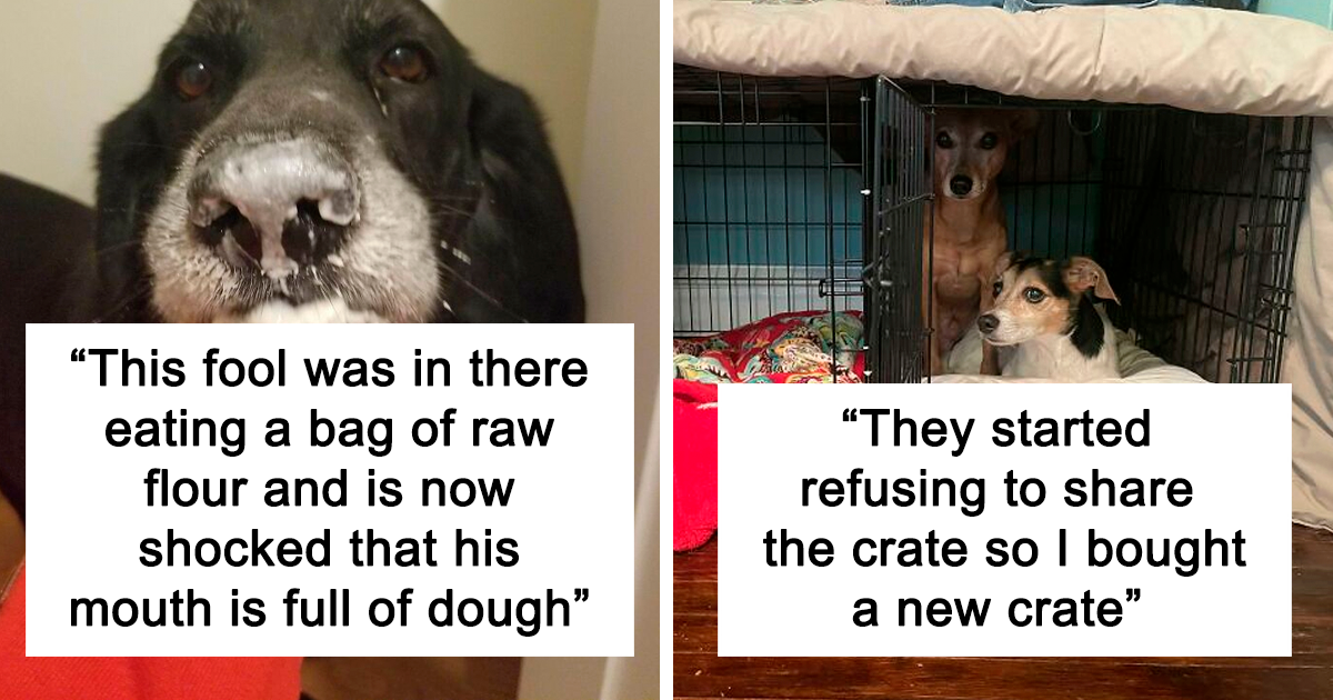 50 Dogs That Will Make You Question “What’s Wrong With Your Dog?” - grandgoldman.com