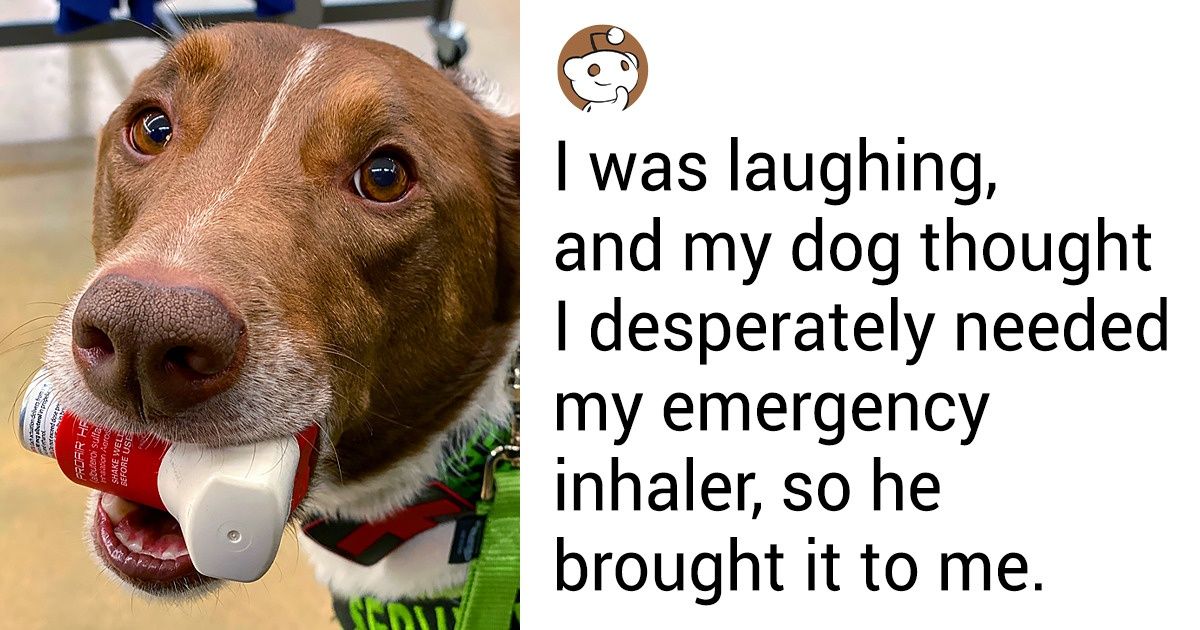 26 Hardworking And Tireless Dogs Assisting Humans Could Become “Employees Of The Month” - grandgoldman.com