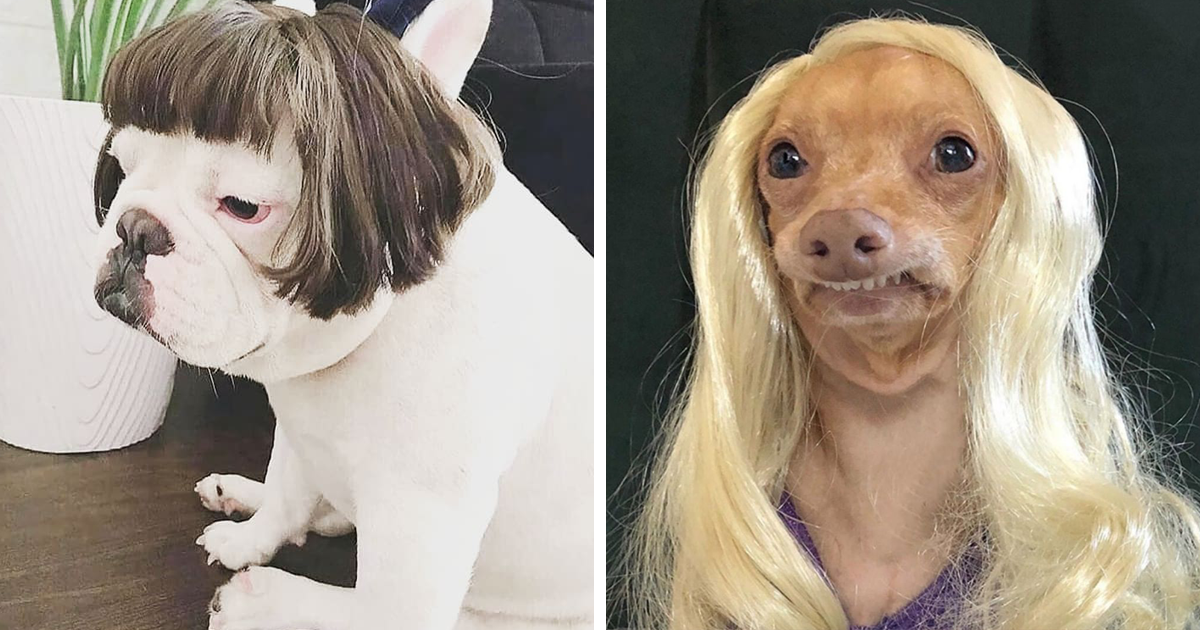 30 Dogs With Wigs On That’ll Make You Chuckle
