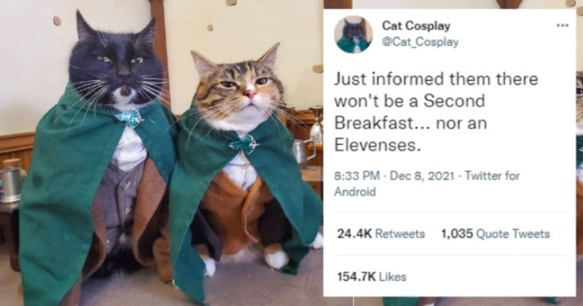 Hysterical Twitter Thread Of Adorable Cats Cosplaying Lord Of The Rings - grandgoldman.com