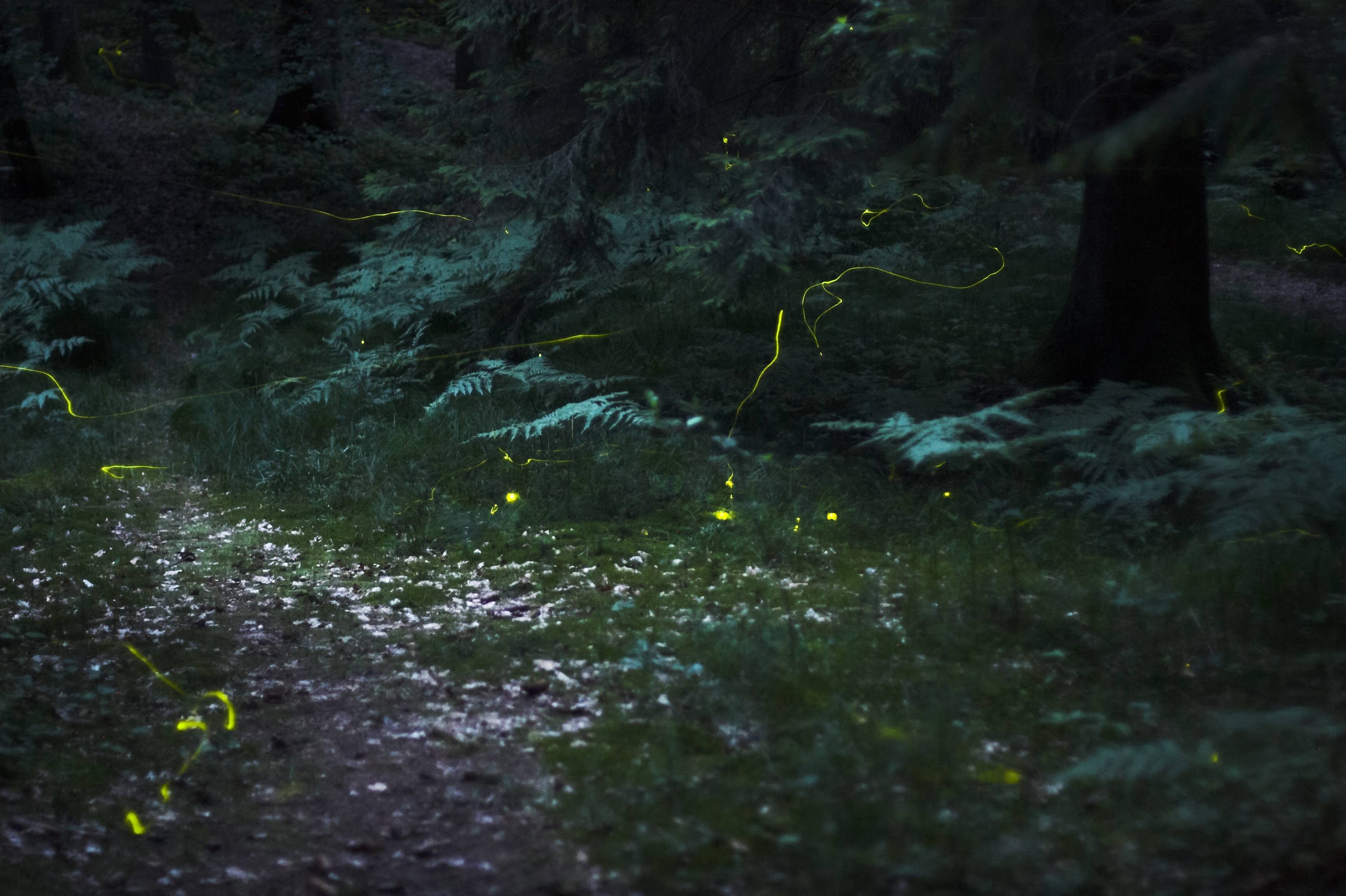Where and when you can see fireflies in Germany