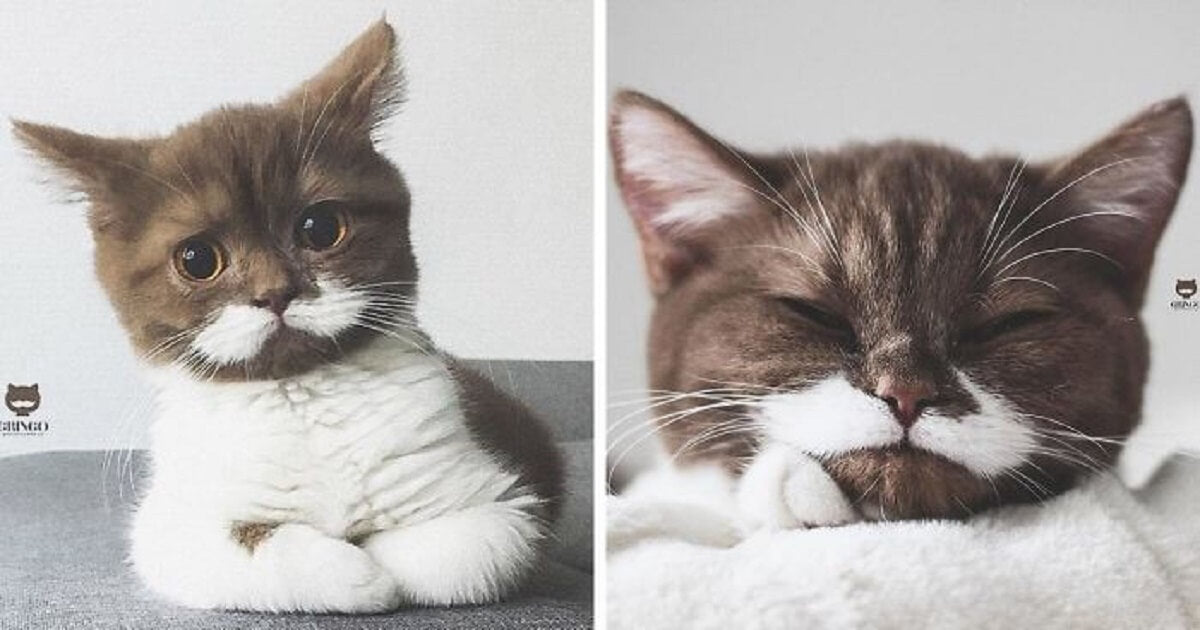 This Gringo Cat Is Breaking The Internet With His Fancy Moustache - grandgoldman.com