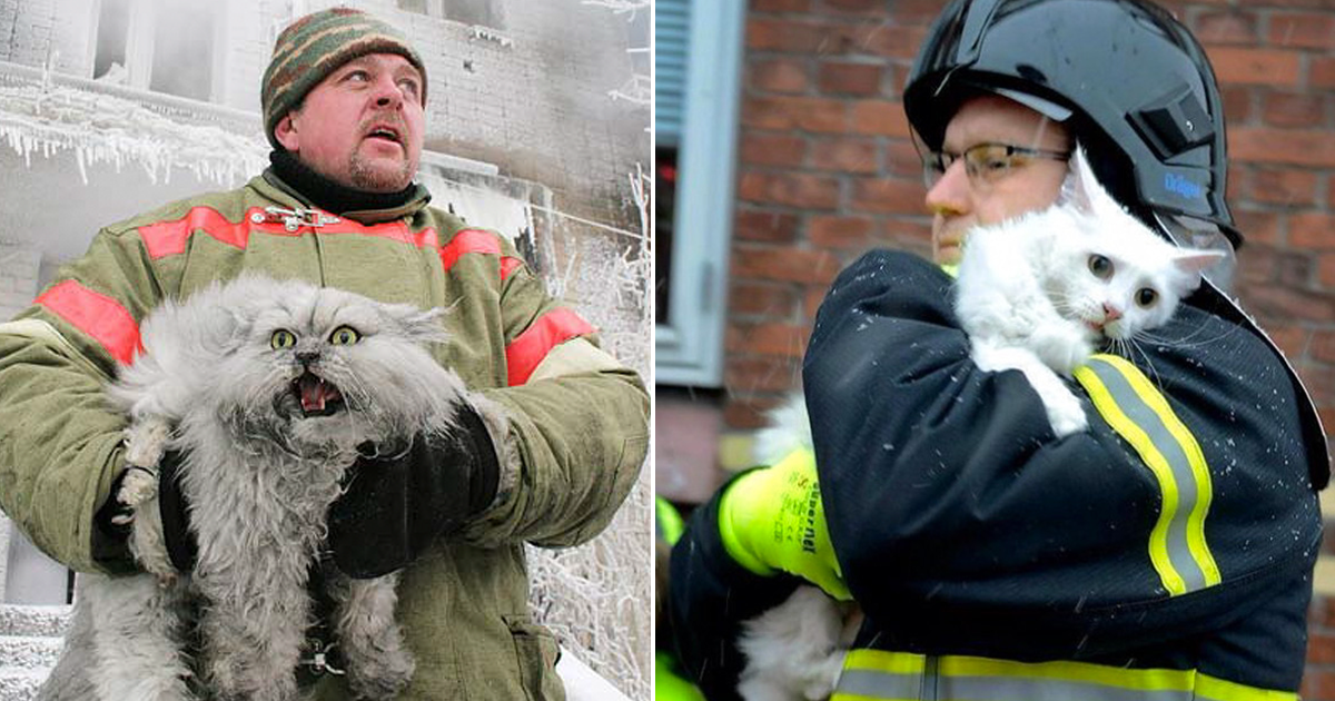 24 Heroic Firefighters Who Risked Their Lives To Save These Cats In Danger