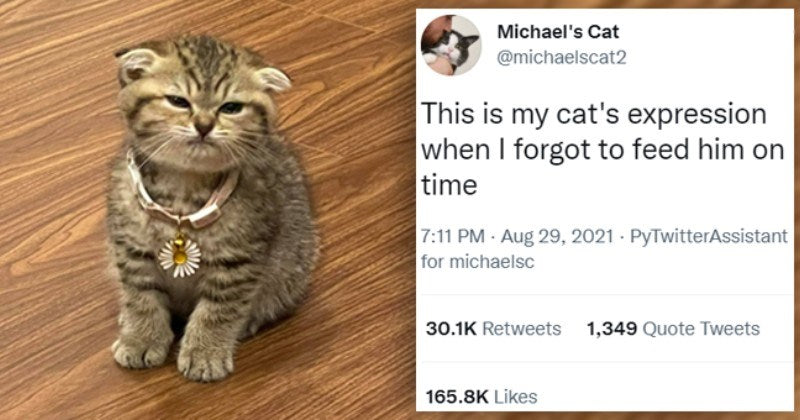 12 Hilarious Pics Of Cats Being Annoyed Simply By Their Human’s Existence - grandgoldman.com
