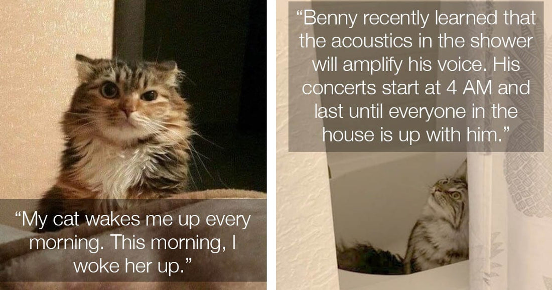 Hilarious Cat Situations People Living A Cat Filled Life Will Understand