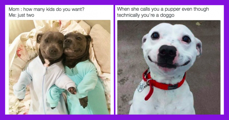 16 Hilarious Dog Photos Filled With Pure Canine Humor That Will Tickle Your Funny Bone - grandgoldman.com