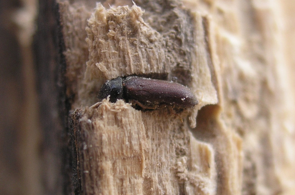 Summer Dermatitis? Watch Out for Woodworms & Pyemotes Ventricosus