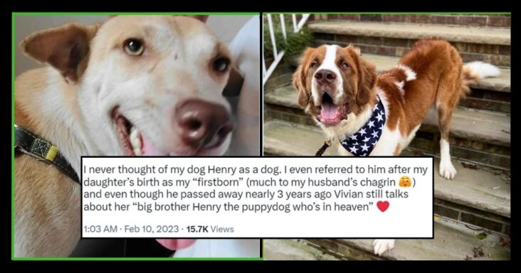 Funny Tweets About Kids Realizing Their Pets Aren’t Humans - grandgoldman.com