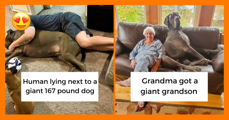 20 Pets That Are So Big They Look Like A Fully Evolved Pokèmon