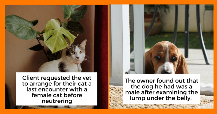 30 Hilarious Stories From Vets That Pet Owners Had To Share