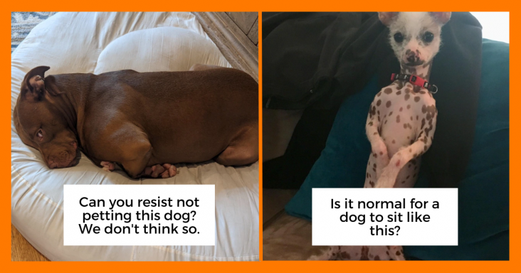 20 Spoiled Animals That Totally Use Their Cuteness To Gain Special Treatment