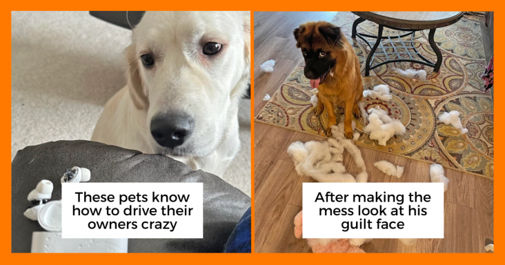20 Pets That Know How To Drive Their Owners Crazy With Their Acts