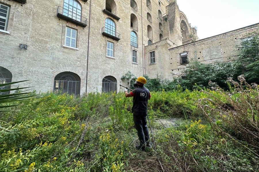 Natural Pest Control: Pros, Cons & Best Practices