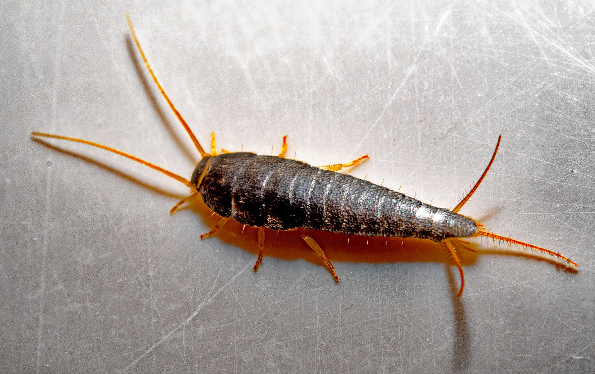 Silverfish Control: Expert Guide to Eliminate Them for Good