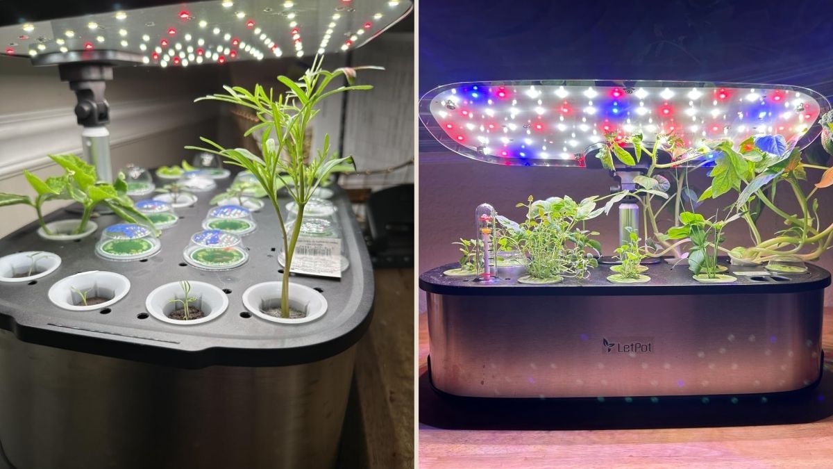 LetPot LPH-SE Hydroponics Growing System Review - Grand Goldman