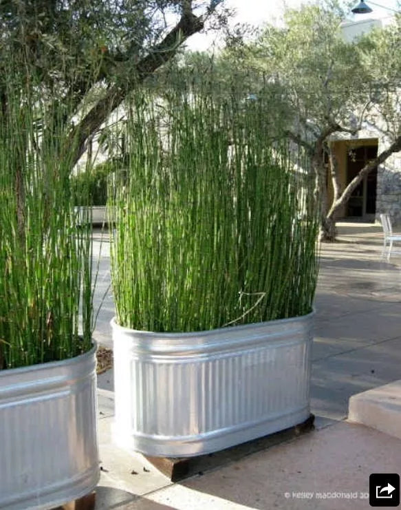 Designs to Decorate the Backyard of the House - grandgoldman.com