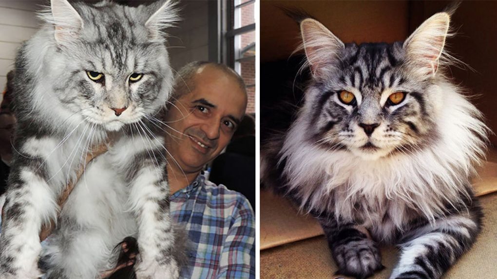 Your Cat Will Look Tiny After You See These Pictures Of Giant Maine Coon Cats