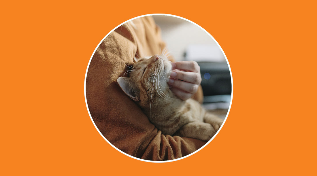 Pets: what to do if lost or stolen? - grandgoldman.com