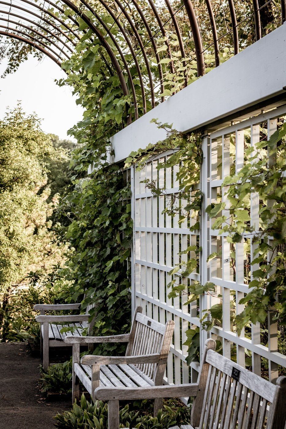 DIY Trellises for a Garden - grandgoldman.com