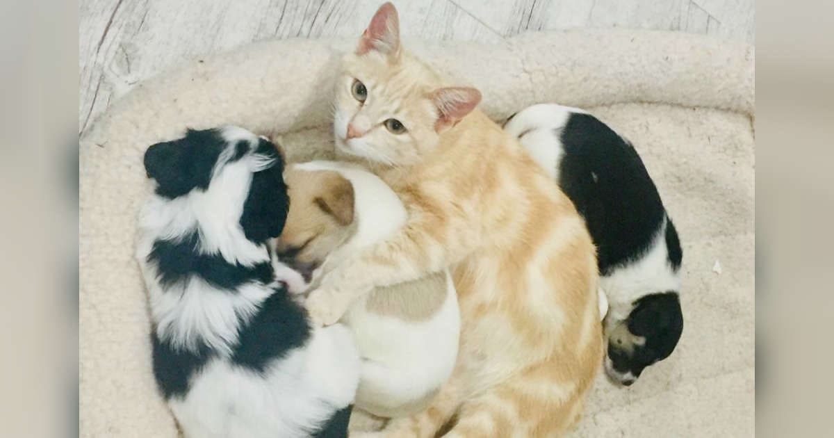 Mother Cat Adopts Orphaned Puppies And Nurses Them Like They Are Her Own