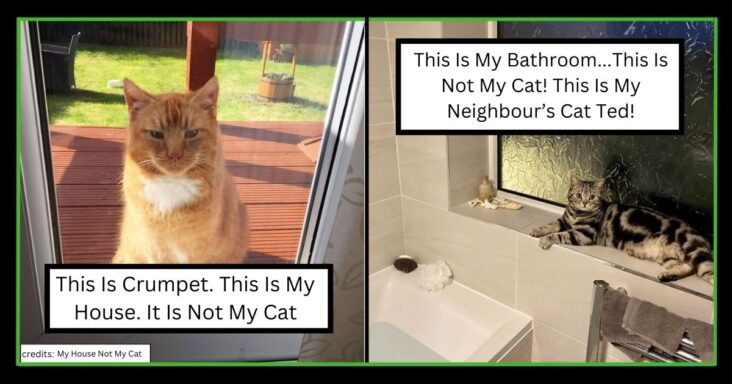 20  “My House, Not My Cat” Moments That Would Make You Want A Stranger Cat Of Your Own