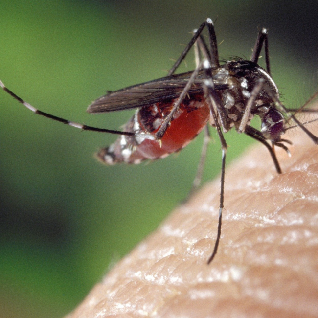 Summer Insects Guide: What Bugs Appear in Hot Weather?