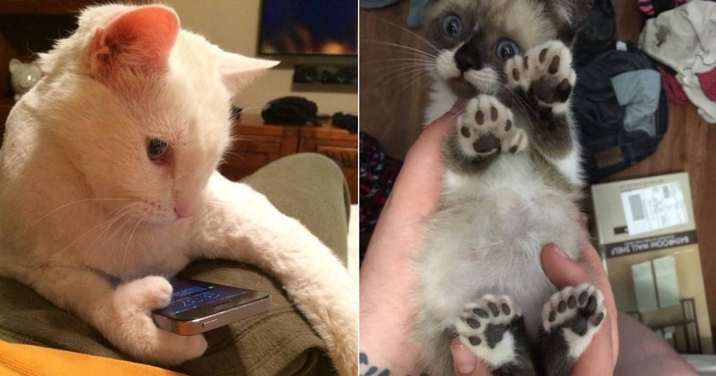 Extra Paws, Extra Cuteness: Adorable Pics Of Polydactyl Cats