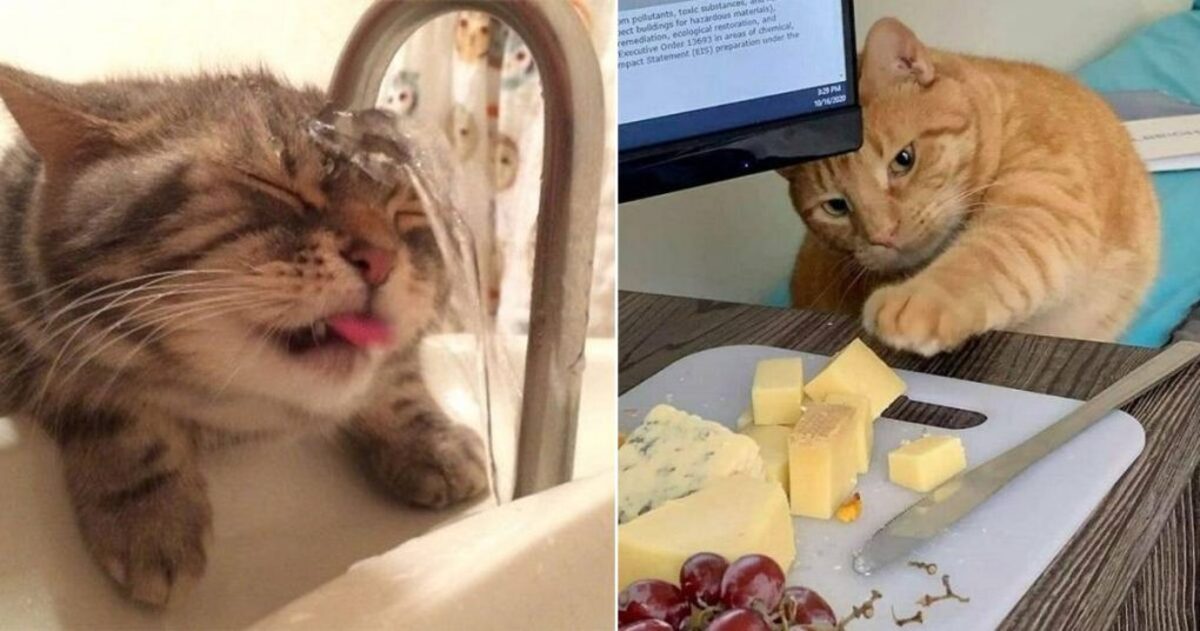 15 Hilariously Nonsense Cat Pics That Show Living With Them Is A Never Ending Chaos - grandgoldman.com
