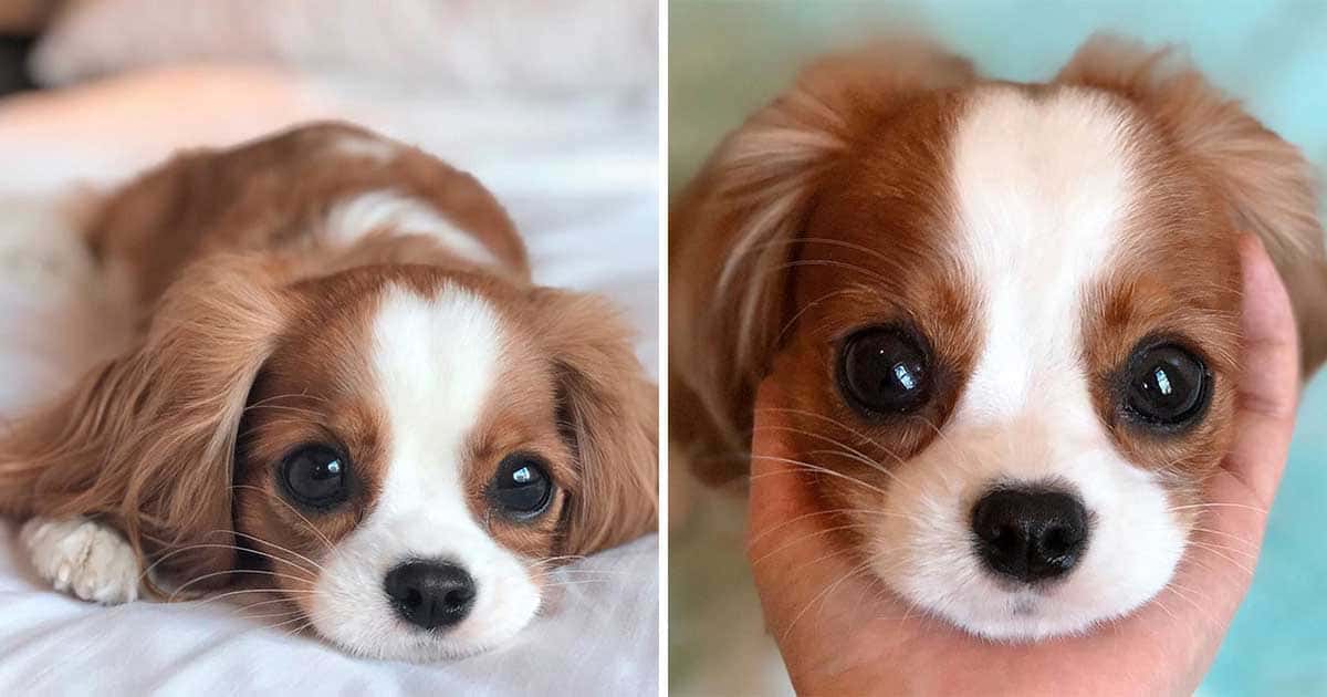 Nobody Believes This Puppy Is Already 2 Years Old And Fully Grown - grandgoldman.com