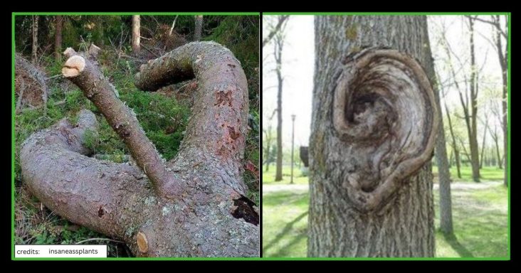 Suggestive Pictures of Plants That Remind Us of Other Things - grandgoldman.com