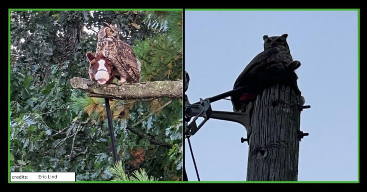 Hilarious Tale Of An Owl Stealing A Stick Horse That Terrified Everyone - grandgoldman.com