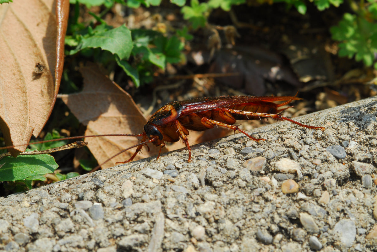 Cockroach Prevention: Expert Tips to Keep Your Home Safe