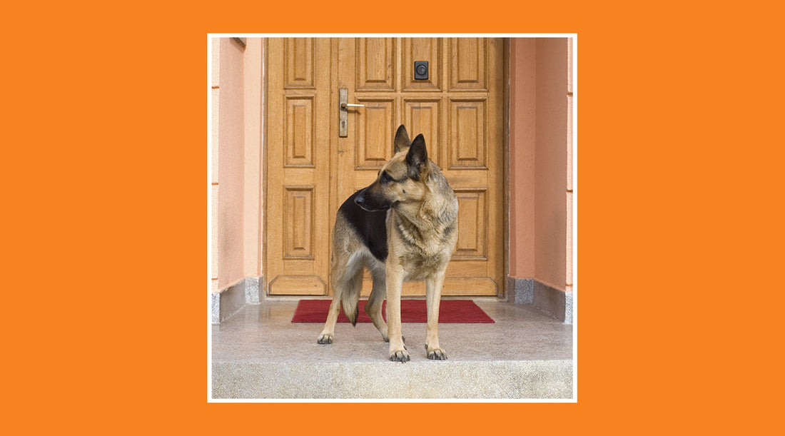 Best guard dog breeds to protect your home - grandgoldman.com