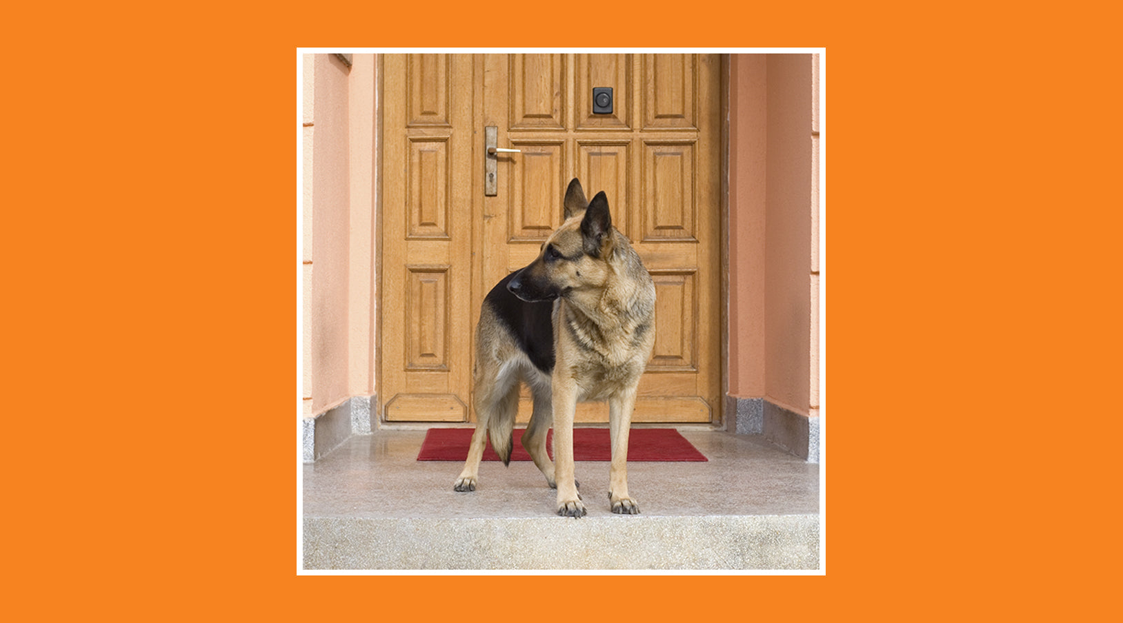 Best guard dog breeds to protect your home - grandgoldman.com
