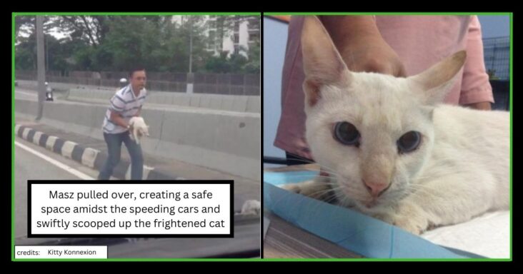 Man Rescues A Cat From Highway During Rush Hour, Gets Applauded On Internet