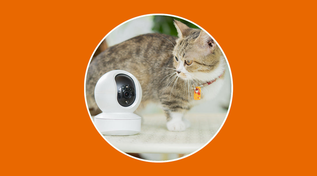 Best Pet Monitoring System: Types and How to Choose It - grandgoldman.com