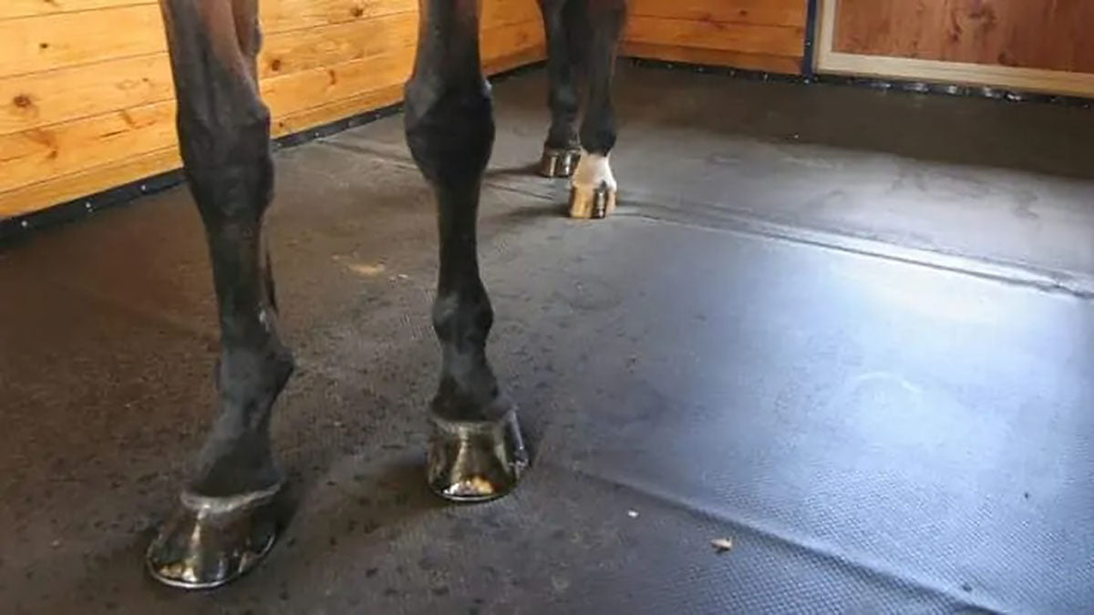 Best Stall Mats for Horses - Grand Goldman