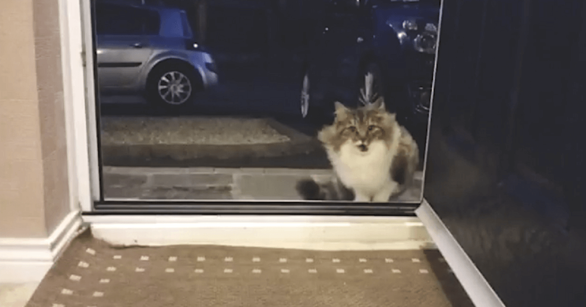 Home Owner Finds A Stray Cat At The Door, Later Finds Out That She Is Not Alone - grandgoldman.com