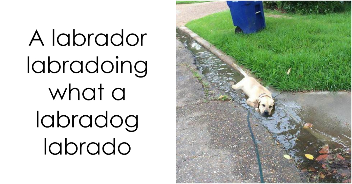 Funny And Adorable Dog Snaps That Are Only The Cure For Your Sadness