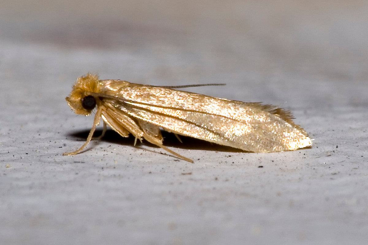 Clothes Moths: The Nightmare of Shops and Homes – Stop Them Now